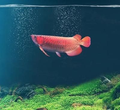最值錢的龍魚是什么魚啊（世界上最值錢的龍魚品種） 最值錢的龍魚是什么魚啊（世界上最值錢的龍魚品種） 龍魚百科 第2張