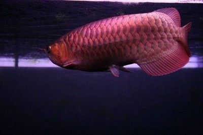 熱帶魚金龍魚水溫多少合適養：金龍魚水溫多少合適養