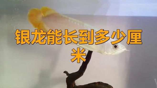 龍魚要怎么養才能活的久:龍魚要怎么養才能活,全面飼養指南 龍魚百科 第1張 龍魚要怎么養才能活的久:龍魚要怎么養才能活,全面飼養指南 龍魚要怎么養才能活的久:龍魚要怎么養才能活,全面飼養指南 龍魚百科 第1張
