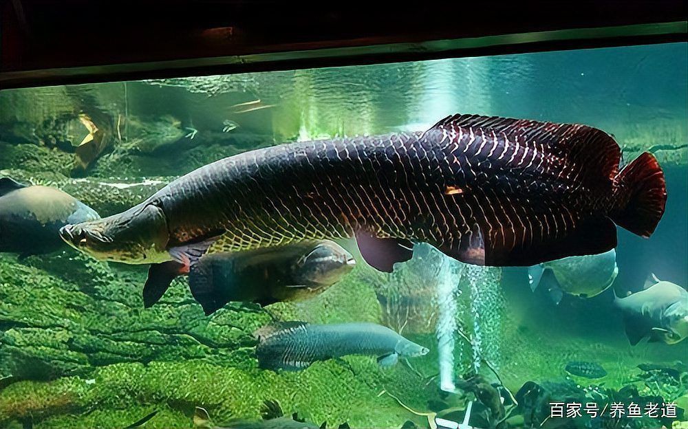 龍魚要怎么養才能活的久:龍魚要怎么養才能活,全面飼養指南 龍魚百科 第6張 龍魚要怎么養才能活的久:龍魚要怎么養才能活,全面飼養指南 龍魚要怎么養才能活的久:龍魚要怎么養才能活,全面飼養指南 龍魚百科 第6張