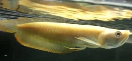 銀龍魚苗喂食技巧分享：銀龍魚苗喂食技巧