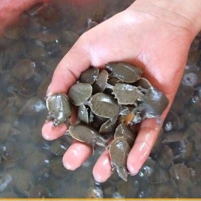 龍魚吃啥能變色啊視頻教程圖片：飼養(yǎng)龍魚的注意事項(xiàng) 龍魚吃啥能變色啊視頻教程圖片：飼養(yǎng)龍魚的注意事項(xiàng) 龍魚百科 第5張