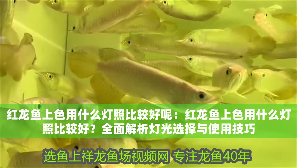 紅龍魚上色用什么燈照比較好呢：紅龍魚上色用什么燈照比較好？全面解析燈光選擇與使用技巧