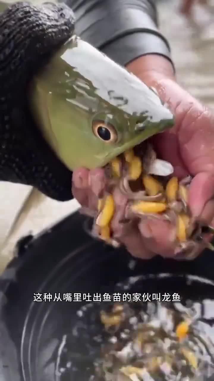 云南龍魚的特點介紹視頻 云南龍魚的特點介紹視頻 龍魚百科 第1張
