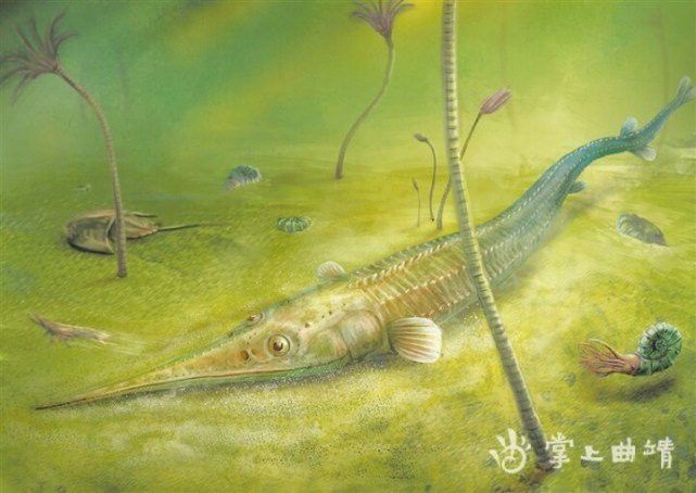 云南龍魚的特點介紹視頻 云南龍魚的特點介紹視頻 龍魚百科 第4張