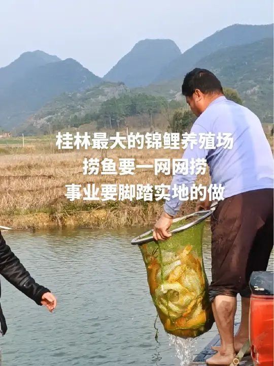 桂林龍魚養殖基地在哪里有賣