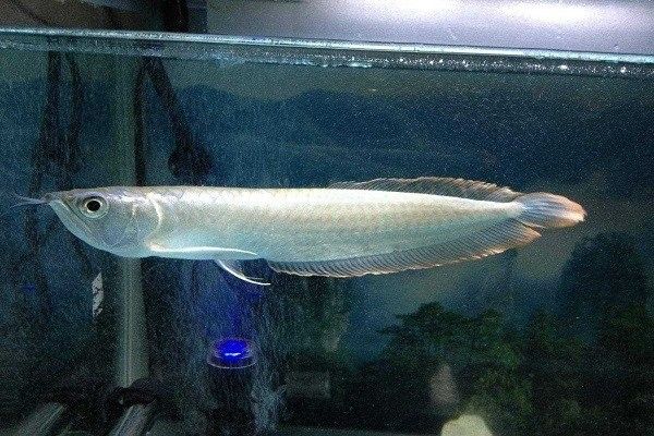 銀色金龍魚苗多少錢一條