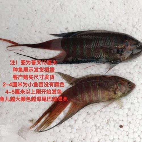 銀色金龍魚苗多少錢一條