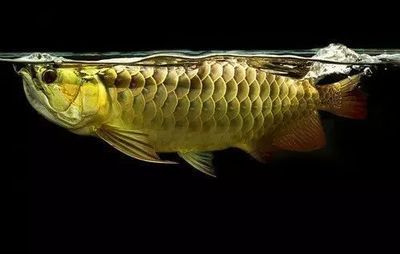 龍魚吃太飽了撐開鱗片