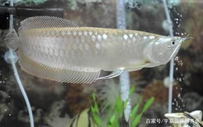 養銀龍魚溫度多少：養銀龍魚時需要特別注意水溫的控制以下是關于銀龍魚水溫的信息