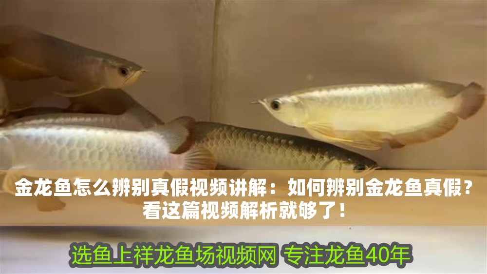 金龍魚怎么辨別真假視頻講解：如何辨別金龍魚真假？看這篇視頻解析就夠了！