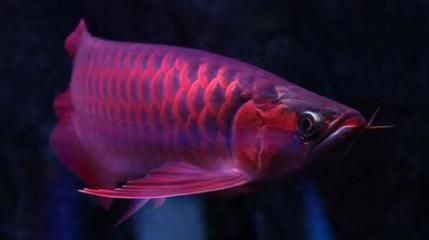 紅龍魚的產地和區別：紅龍魚的品種與區別 紅龍魚的產地和區別：紅龍魚的品種與區別 龍魚百科 第3張