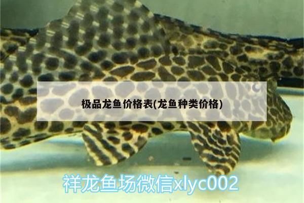 極品龍魚價格多少，極品龍魚的價格