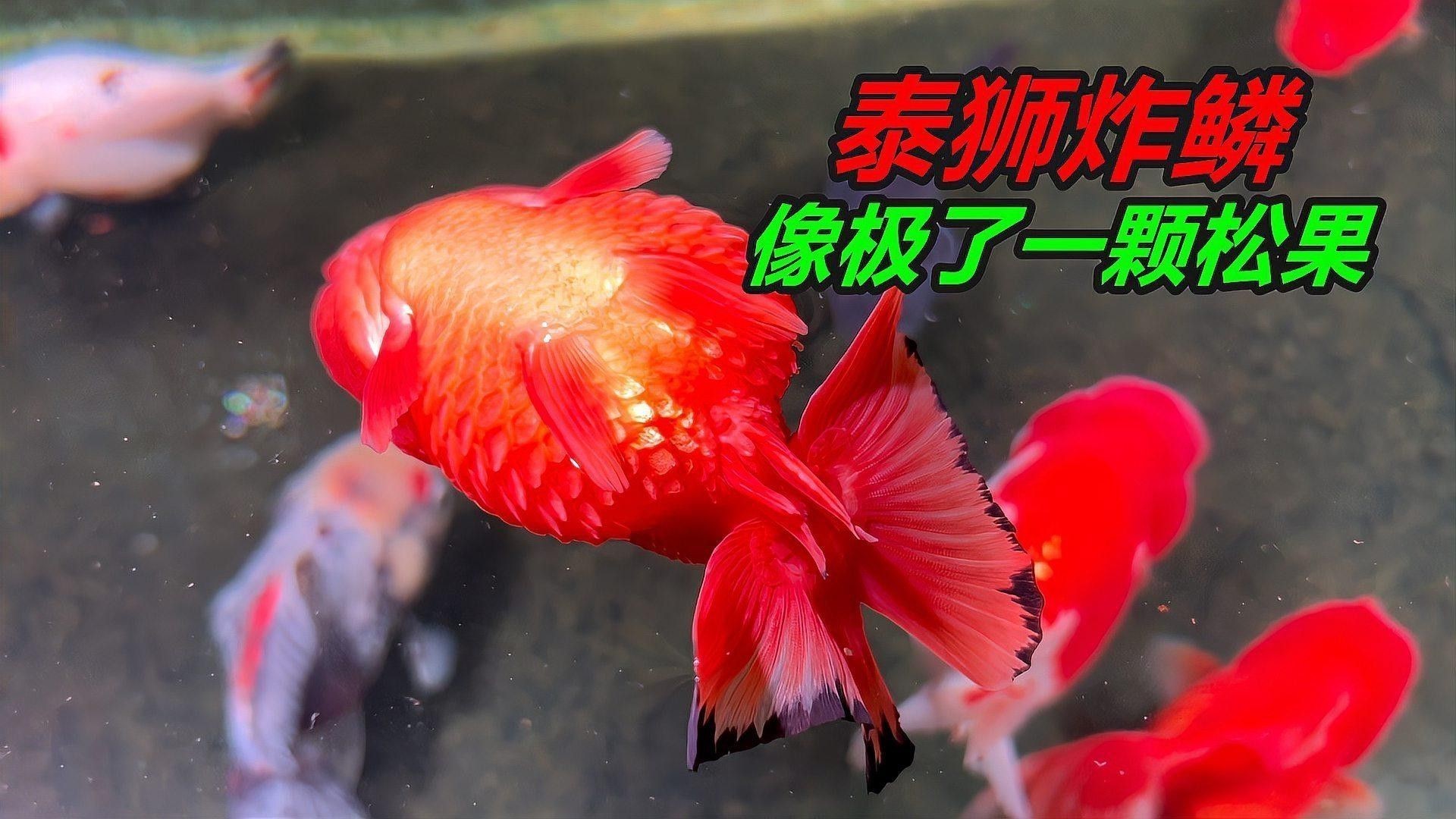 泰獅和龍魚混養(yǎng)怎么樣啊