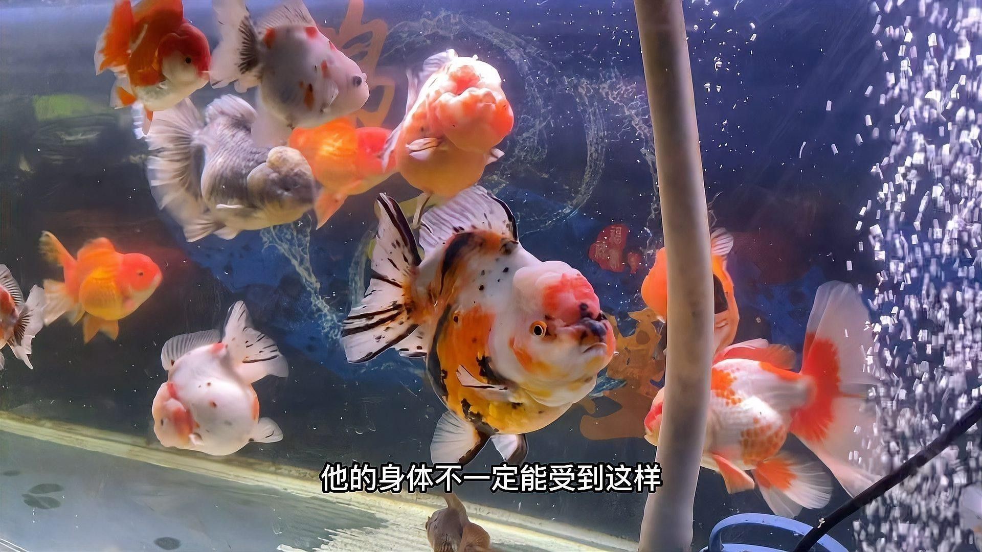 泰獅和龍魚混養(yǎng)怎么樣啊