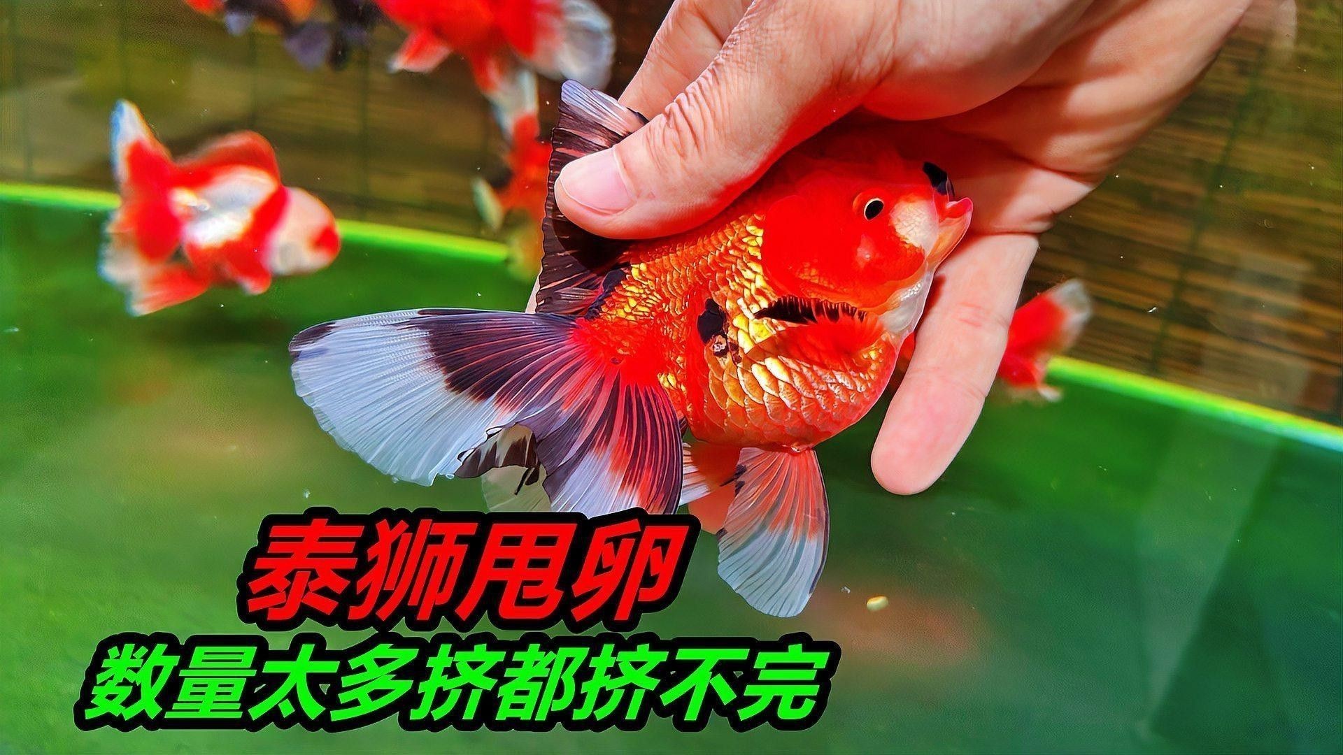 泰獅和龍魚混養(yǎng)怎么樣啊