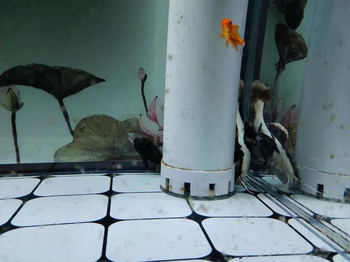泰獅和龍魚混養怎么樣啊