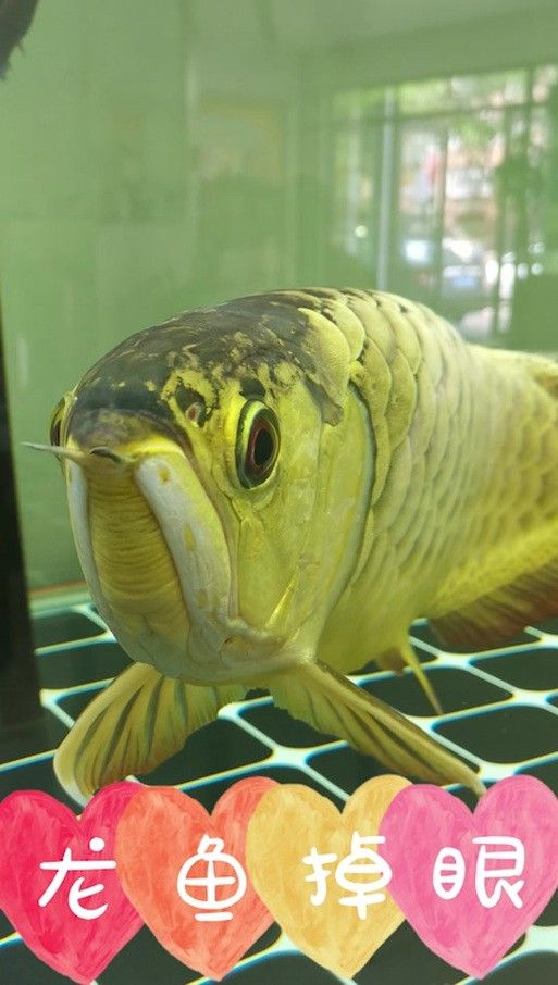 銀龍魚掉眼是什么樣子圖片
