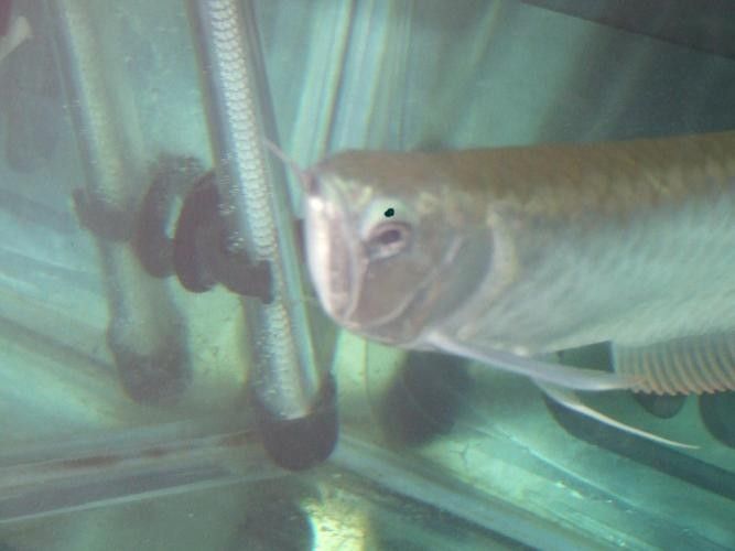 銀龍魚掉眼是什么樣子圖片