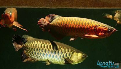 紅龍與金龍魚混養：紅龍魚和金龍魚混養可行嗎？