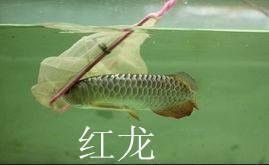 濟南市銀龍魚批發市場在哪里啊