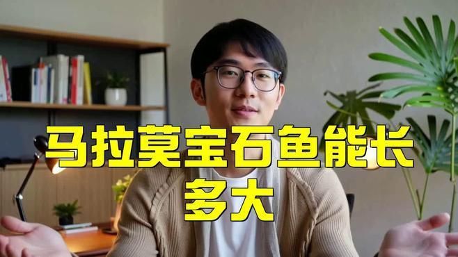 馬拉莫魚能長多大