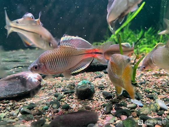 馬拉莫魚能長多大