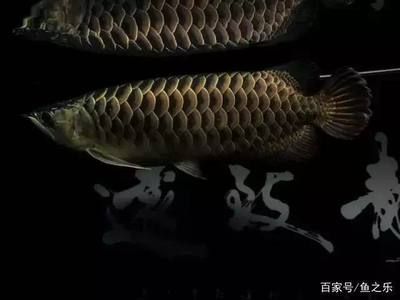 龍魚吃了清道夫會死嗎：龍魚吃了清道夫會導致死亡嗎，龍魚吃了清道夫會死嗎