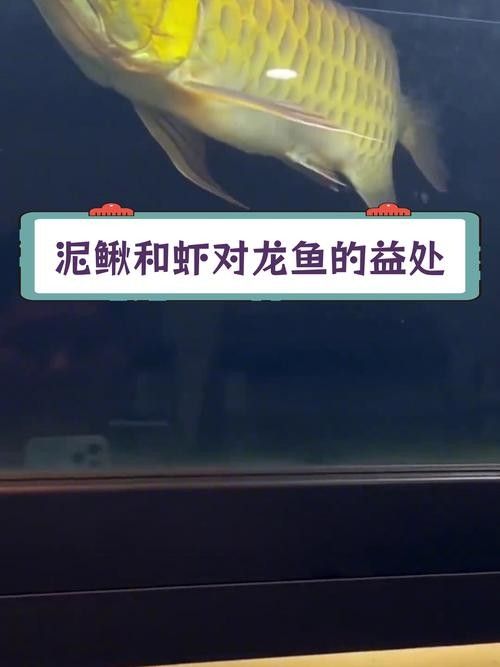 黃金龍魚吃什么食物