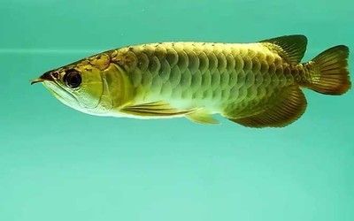 金龍魚分類 硬骨魚和軟骨魚的區別：金龍魚分類有哪些