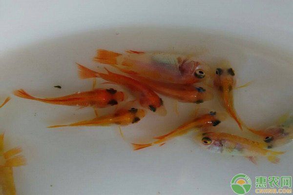 小火龍魚有哪些天敵？