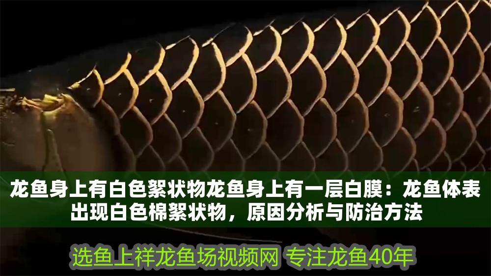 龍魚身上有白色絮狀物龍魚身上有一層白膜：龍魚體表出現白色棉絮狀物，原因分析與防治方法