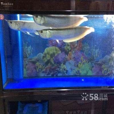 濟南龍魚市場營業時間（春節期間濟南龍魚市場營業時間表大全濟南部分市場營業時間表）