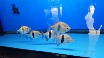 濟南龍魚市場營業時間（春節期間濟南龍魚市場營業時間表大全濟南部分市場營業時間表）
