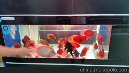 濟南龍魚市場營業時間（春節期間濟南龍魚市場營業時間表大全濟南部分市場營業時間表）