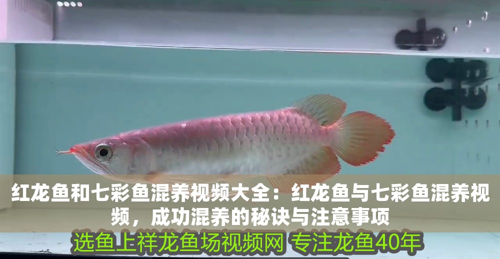 紅龍魚和七彩魚混養(yǎng)視頻大全：紅龍魚與七彩魚混養(yǎng)視頻，成功混養(yǎng)的秘訣與注意事項(xiàng) 紅龍魚和七彩魚混養(yǎng)視頻大全：紅龍魚與七彩魚混養(yǎng)視頻，成功混養(yǎng)的秘訣與注意事項(xiàng) 龍魚百科 第1張