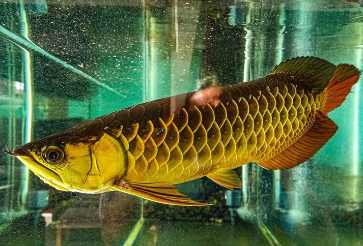 龍魚橫著漂浮怎么回事兒圖片