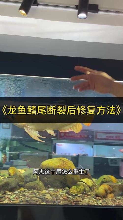 龍魚橫著漂浮怎么回事兒圖片