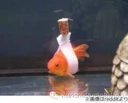 龍魚橫著漂浮怎么回事兒圖片
