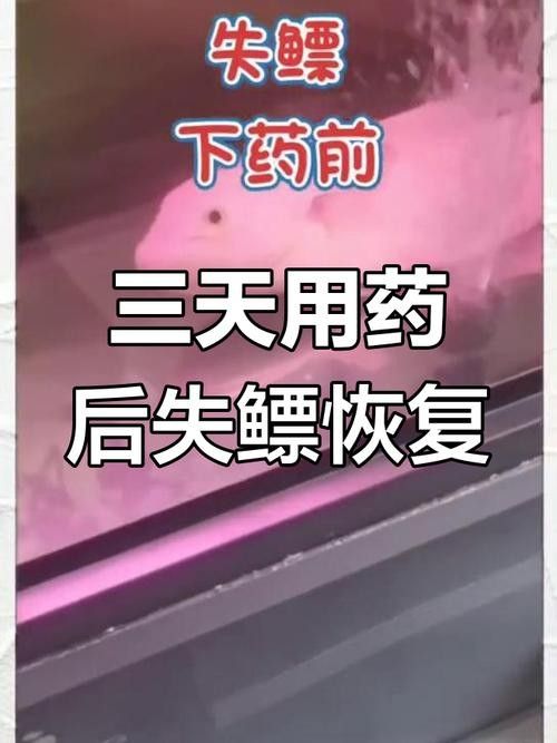 龍魚橫著漂浮怎么回事兒圖片