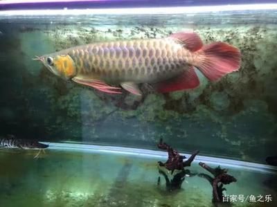 怎么治療龍魚掉眼皮的病：龍魚掉眼怎么辦