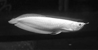 龍魚(yú)身上的芯片怎么驗(yàn)證：如何辨別龍魚(yú)芯片真?zhèn)? title=