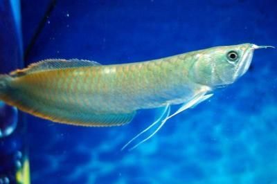 家養(yǎng)銀龍魚一年可以長多大（探討家養(yǎng)銀龍魚一年可以長多大的問題之前我們需要了解）
