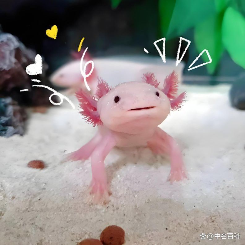 六角恐龍魚多久會認主人？