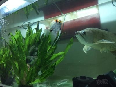 龍魚尾巴有點爛了怎么辦啊視頻：龍魚尾巴爛掉怎么辦