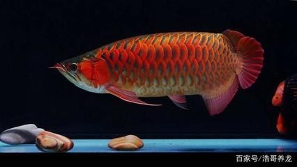 紅龍魚代表什么意思網絡用語（紅龍魚是什么魚？） 紅龍魚代表什么意思網絡用語（紅龍魚是什么魚？） 龍魚百科 第3張