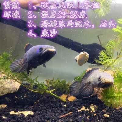 雷龍魚繁殖期間溫度控制:雷龍魚繁殖期水溫控制 龍魚百科 第2張 雷龍魚繁殖期間溫度控制:雷龍魚繁殖期水溫控制 雷龍魚繁殖期間溫度控制:雷龍魚繁殖期水溫控制 龍魚百科 第2張