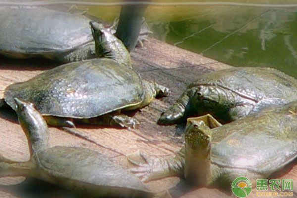龍魚繁殖水溫調控實例：龍魚繁殖水溫調控技巧