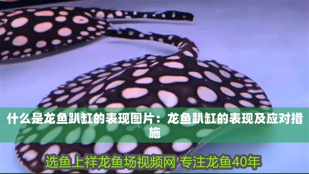 什么是龍魚趴缸的表現圖片：龍魚趴缸的表現及應對措施