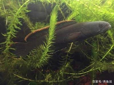 龍魚能和雷龍一起養(yǎng)嗎，龍魚和雷龍是可以混養(yǎng)的，但需要注意關(guān)鍵因素以確保兩種魚類和諧共處